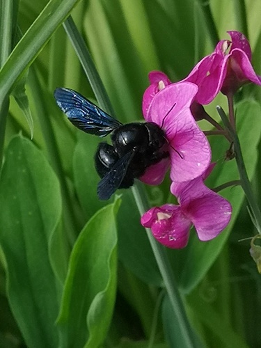 nabe wildbienen schützen 
