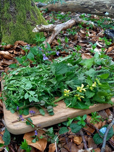 Kräuterwanderung 09/2025