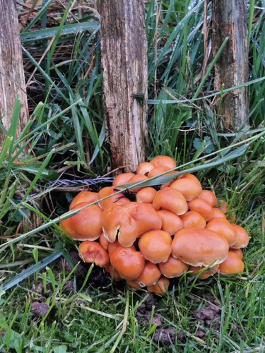 Pilzwanderung mit Ewald Fischer