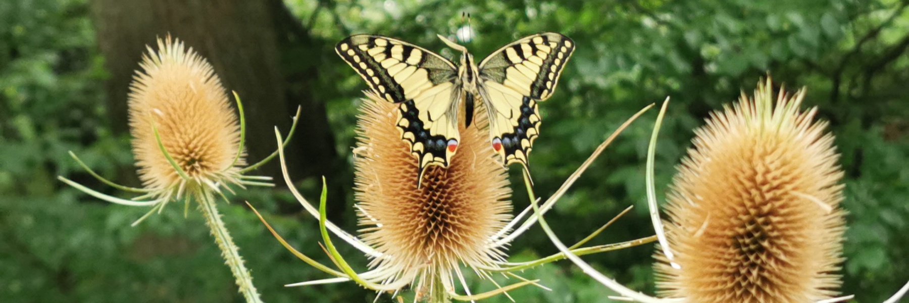 Natur bewahren e.V. Schmetterling